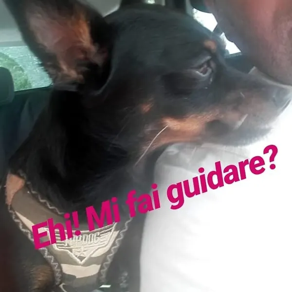 Un cane seduto al posto di guida del taxi